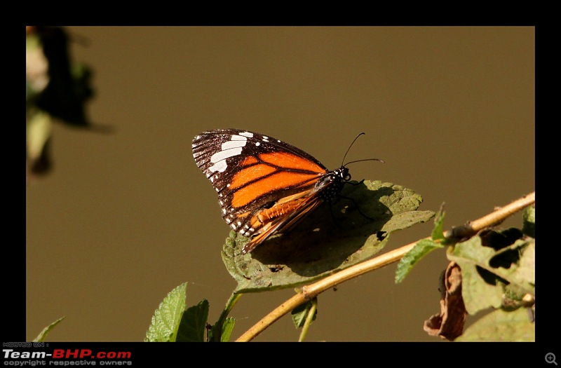 Keoladeo National Park - Bharatpur-0181.jpg