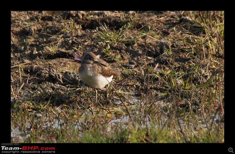 Keoladeo National Park - Bharatpur-0185.jpg