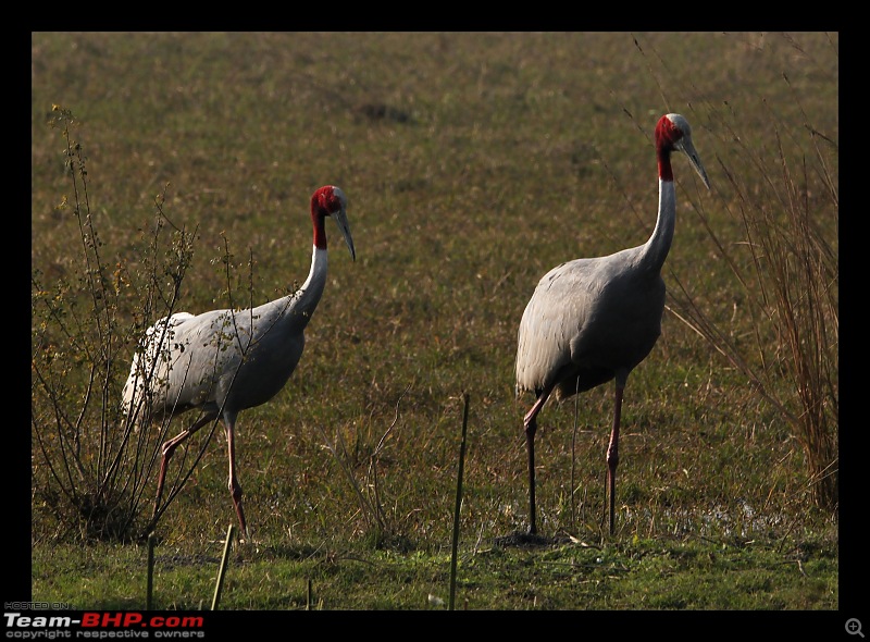 Keoladeo National Park - Bharatpur-0187.jpg