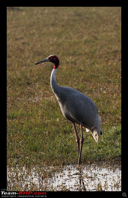 Keoladeo National Park - Bharatpur-0195.jpg