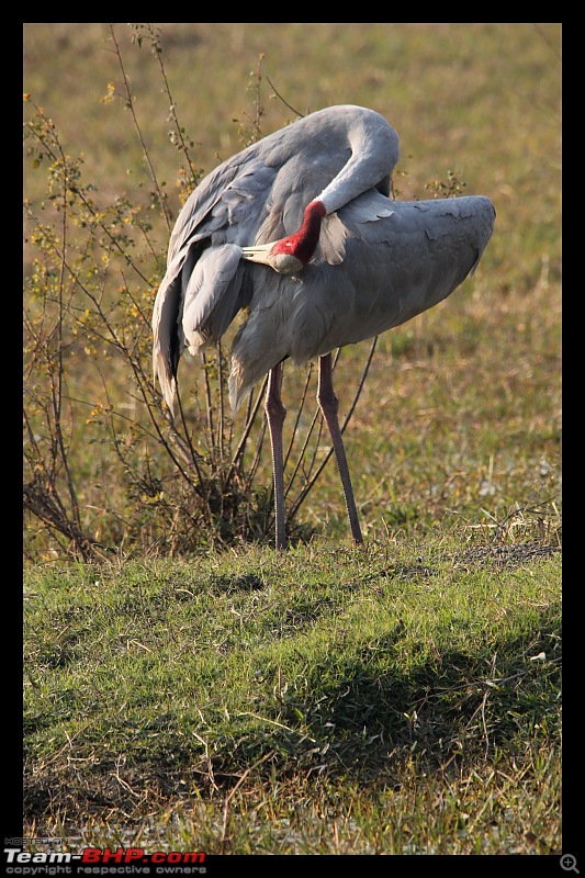 Keoladeo National Park - Bharatpur-0199.jpg