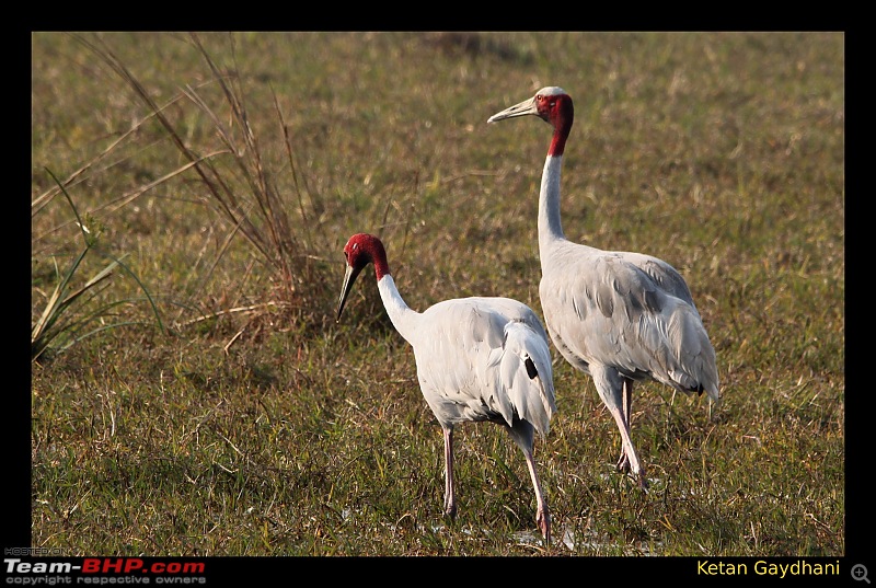 Keoladeo National Park - Bharatpur-0200.jpg
