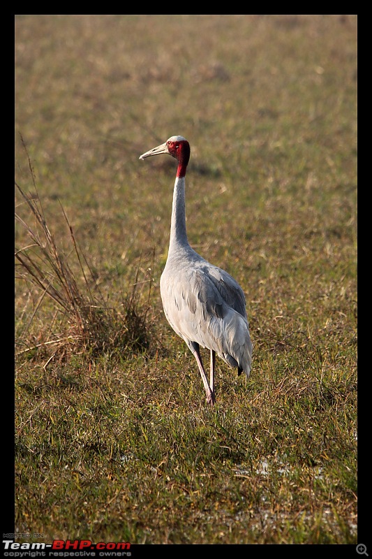 Keoladeo National Park - Bharatpur-0201.jpg