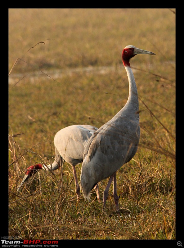 Keoladeo National Park - Bharatpur-0203.jpg