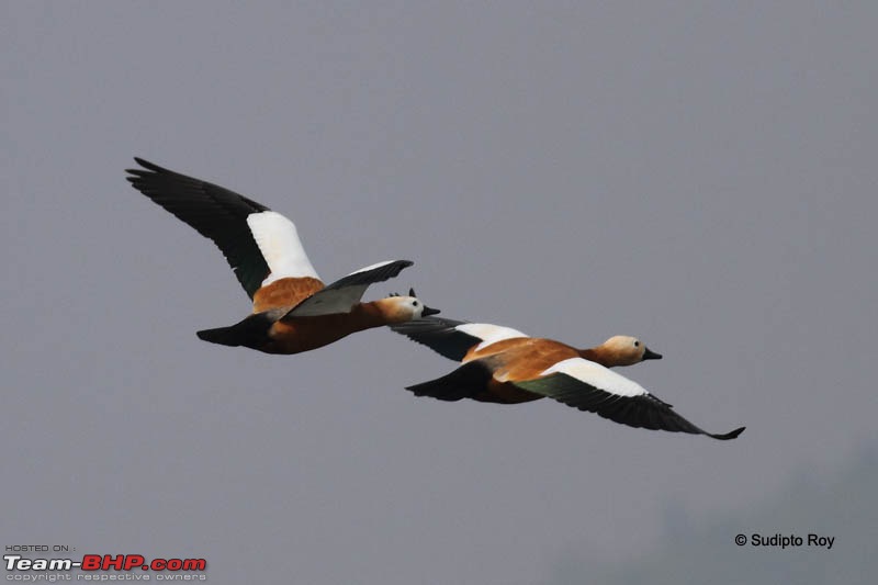 Magical Manglajodi Marshes-ruddyshelduckflyingpair_4215.jpg