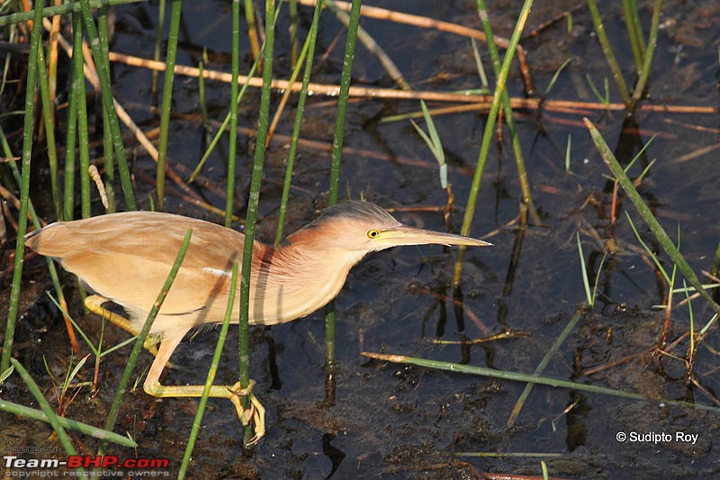 Magical Manglajodi Marshes-yellowbittern_4482.jpg