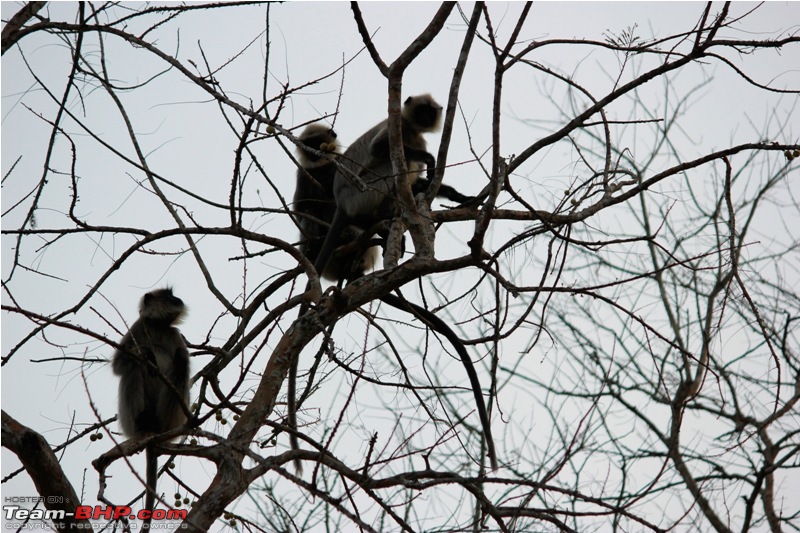 Answered the call of the wild - Kabini-group-langurs.jpg