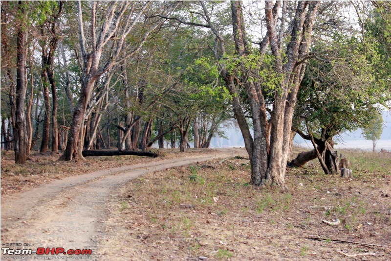 Answered the call of the wild - Kabini-path-3.jpg