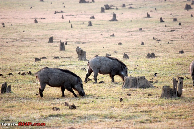 Answered the call of the wild - Kabini-early-bore.jpg