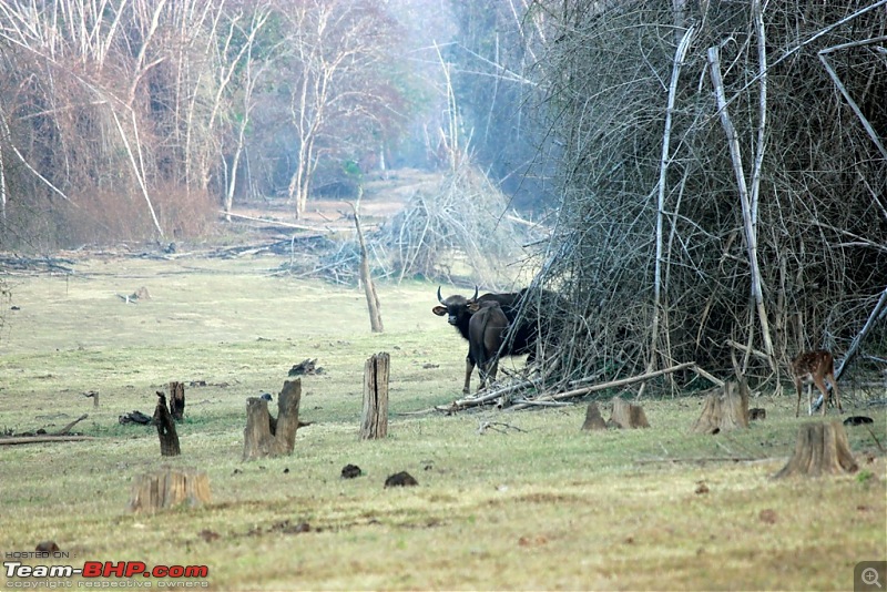 Answered the call of the wild - Kabini-gaur.jpg