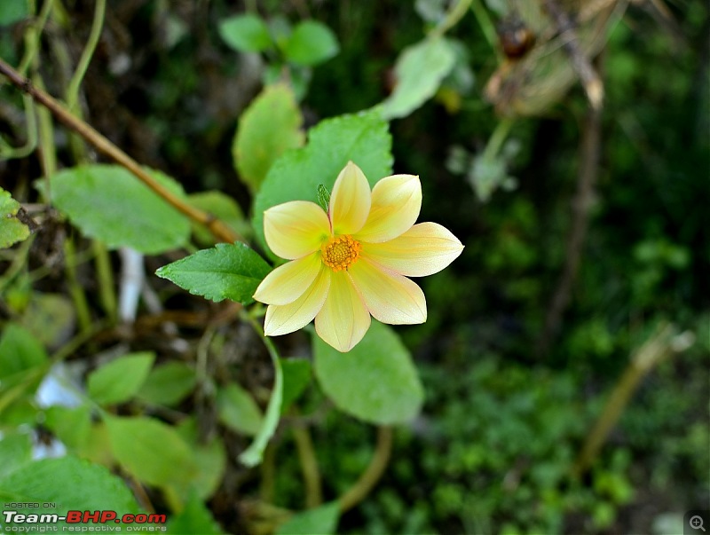 Uttarakhand : A Bone-Chilling Winter Vacation in the "Land of Gods"-_dsc3269.jpg