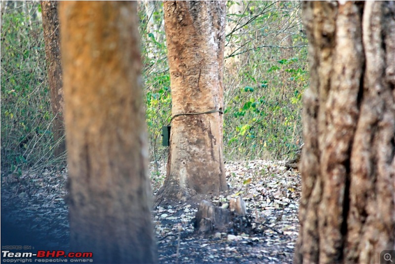 Answered the call of the wild - Kabini-camtrap.jpg