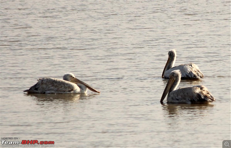 Discover Gujarat : Great Rann of Kutch, Bani Grass Land & Bhuj-img_0509.jpg