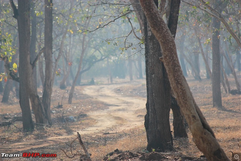 Answered the call of the wild - Kabini-path-1.jpg