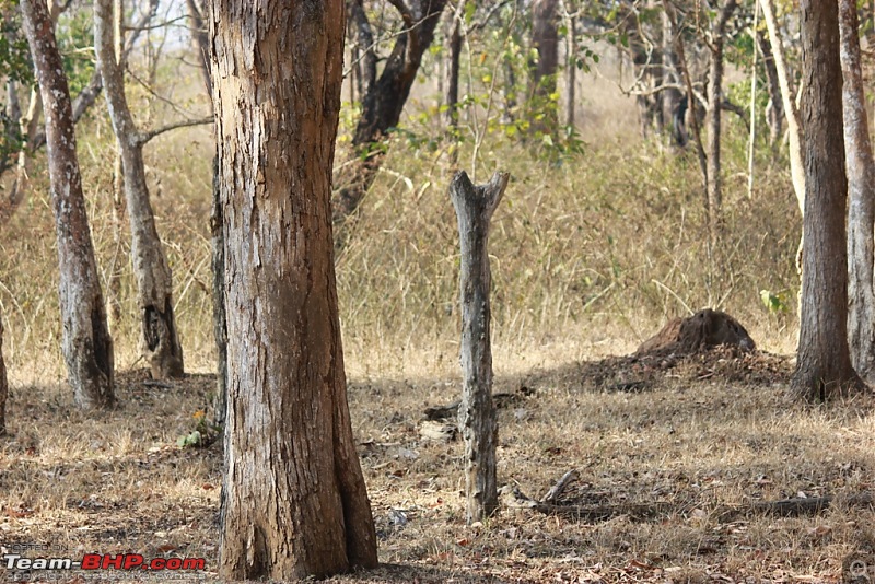 Answered the call of the wild - Kabini-angrybird-catplut.jpg