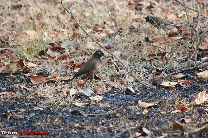 Answered the call of the wild - Kabini-myna.jpg