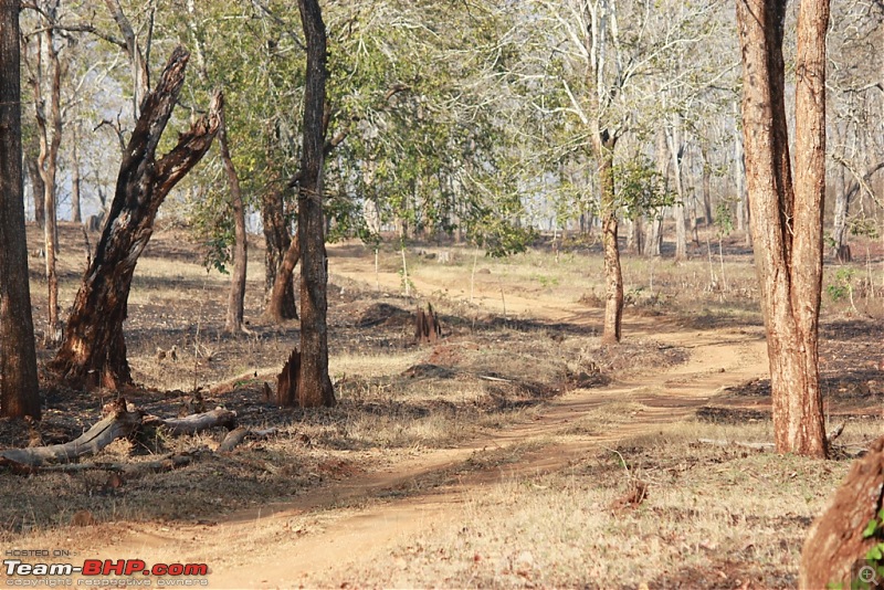 Answered the call of the wild - Kabini-path-2.jpg