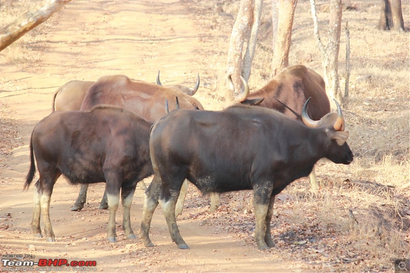 Answered the call of the wild - Kabini-gaurs.jpg