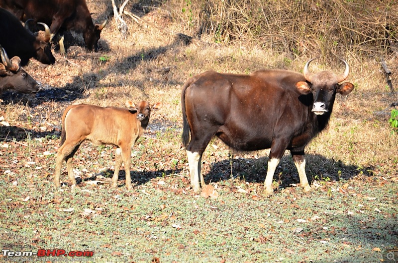 Answered the call of the wild - Kabini-momcalf.jpg