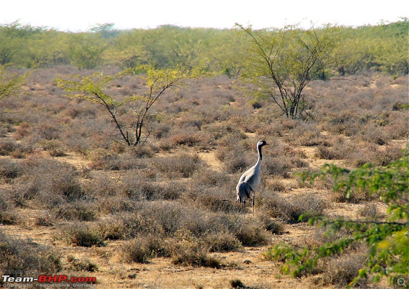 Discover Gujarat : Great Rann of Kutch, Bani Grass Land & Bhuj-img_0896.jpg