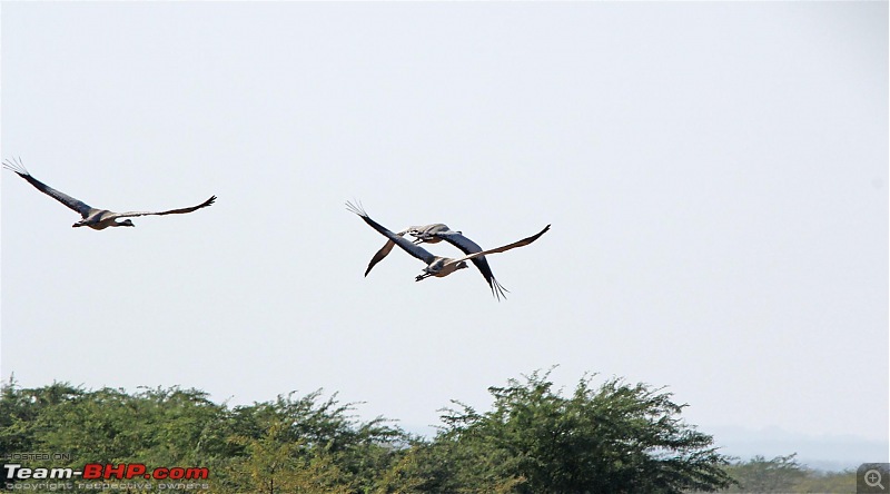 Discover Gujarat : Great Rann of Kutch, Bani Grass Land & Bhuj-img_0898.jpg