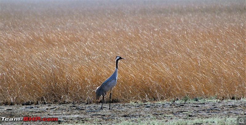 Discover Gujarat : Great Rann of Kutch, Bani Grass Land & Bhuj-img_0912.jpg