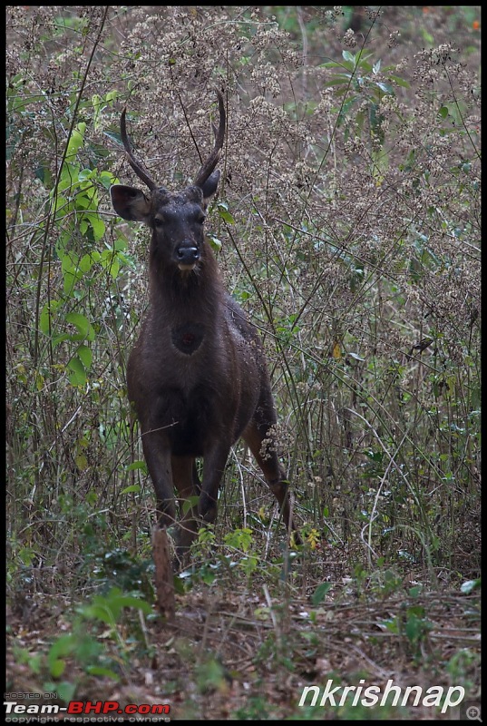 A tale of 2 Lineas in the Wilderness-_mg_4732-copy.jpg