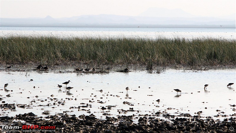 Discover Gujarat : Great Rann of Kutch, Bani Grass Land & Bhuj-img_0940.jpg