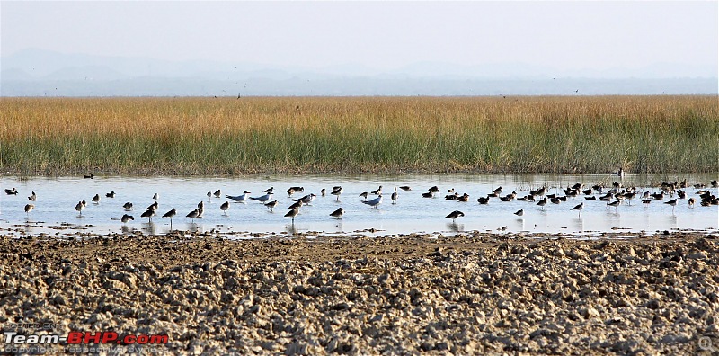 Discover Gujarat : Great Rann of Kutch, Bani Grass Land & Bhuj-img_0941a.jpg