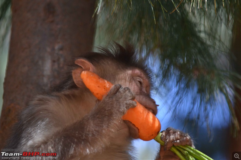 On the road again  Off to Kodaikanal-pine-mon-carrot-3.jpg