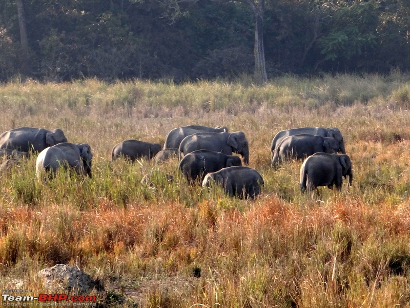 Kaziranga - The pride of Assam-dsc02604.jpg