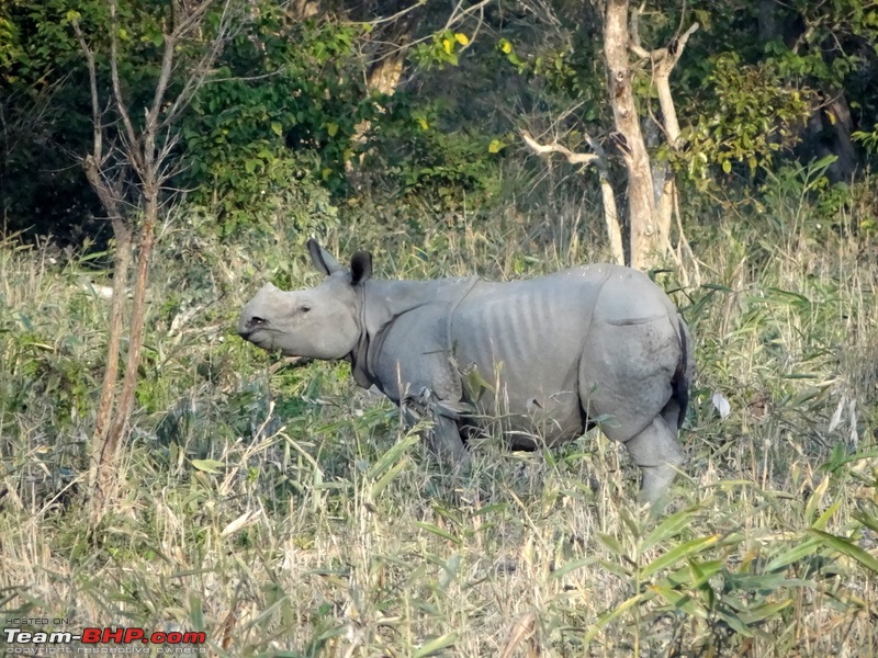 Kaziranga - The pride of Assam-dsc02659.jpg