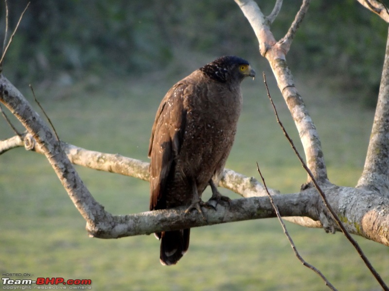 Kaziranga - The pride of Assam-dsc02671.jpg