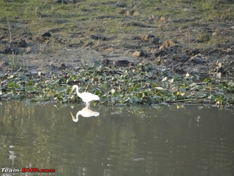 Kaziranga - The pride of Assam-dsc02677.jpg