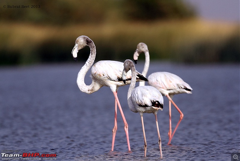 Amazing Mud Desert - Little Rann of Kutch. A Photologue-flamingo_lrk_jan_2013-copy.jpg