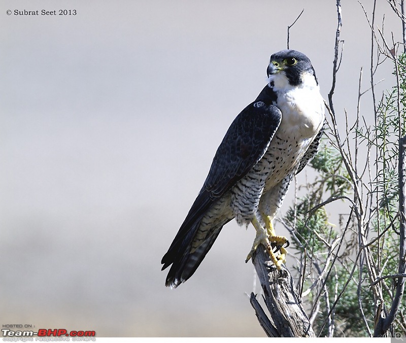 Amazing Mud Desert - Little Rann of Kutch. A Photologue-perfalcon_lrk_2013-copy.jpg