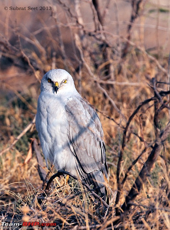 Amazing Mud Desert - Little Rann of Kutch. A Photologue-palliedharrier_lrk_2013-copy.jpg