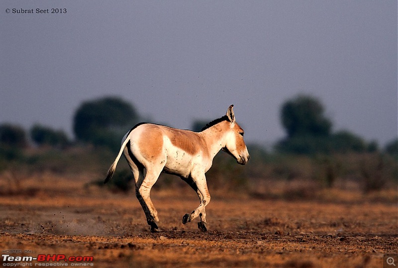 Amazing Mud Desert - Little Rann of Kutch. A Photologue-wildass_lrk_2013-copy.jpg