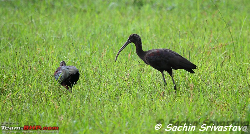 Birds in Sultanpur bird sanctuary-img_1771.jpg