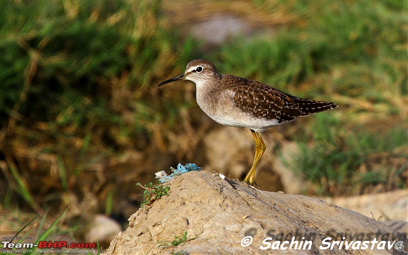 Birds in Sultanpur bird sanctuary-img_1967.jpg