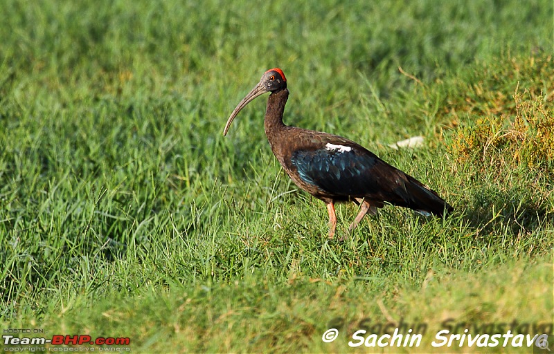 Birds in Sultanpur bird sanctuary-img_1976.jpg