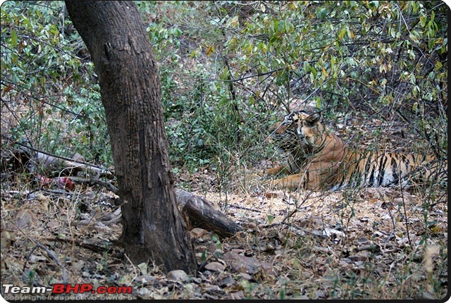 Ranthambhore : Water Hole Animal Census, tigers, forts and more....-dsc08750.jpg