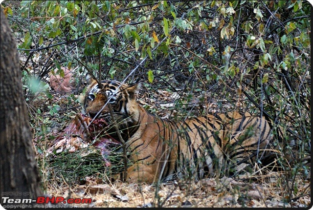 Ranthambhore : Water Hole Animal Census, tigers, forts and more....-dsc08778.jpg