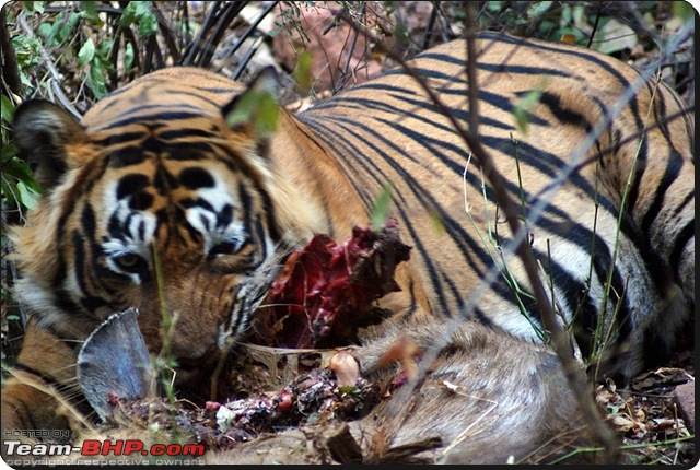 Ranthambhore : Water Hole Animal Census, tigers, forts and more....-dsc08810.jpg