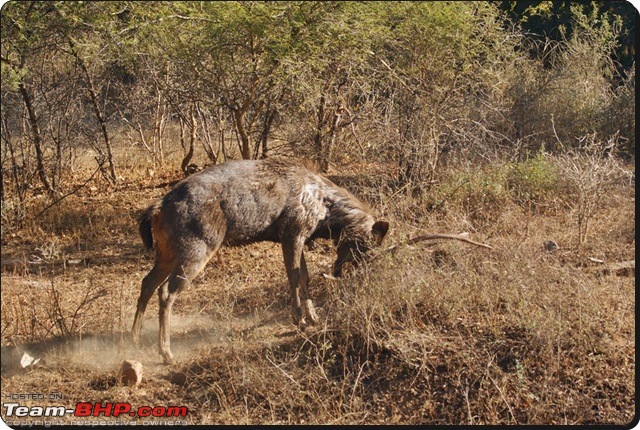 Ranthambhore : Water Hole Animal Census, tigers, forts and more....-dsc08862.jpg