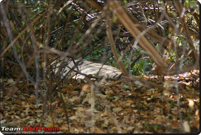 Ranthambhore : Water Hole Animal Census, tigers, forts and more....-dsc08877.jpg