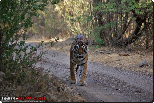 Ranthambhore : Water Hole Animal Census, tigers, forts and more....-dsc08914.jpg