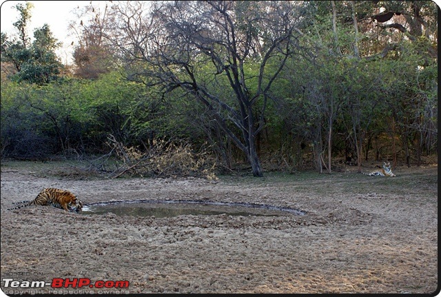 Ranthambhore : Water Hole Animal Census, tigers, forts and more....-dsc08936.jpg