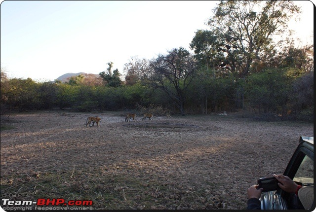 Ranthambhore : Water Hole Animal Census, tigers, forts and more....-dsc08938.jpg