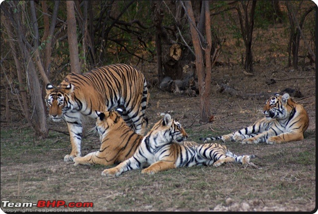 Ranthambhore : Water Hole Animal Census, tigers, forts and more....-dsc08958.jpg